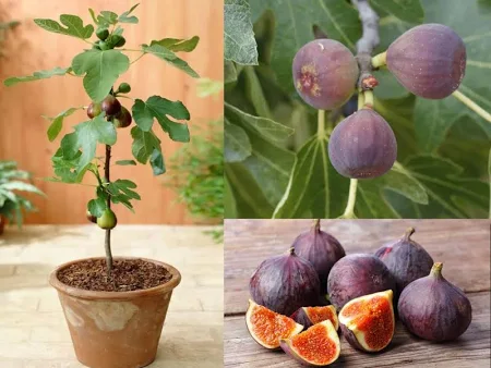 Brown Turkey Fig (બ્રાઉન ટર્કી અંજીર)